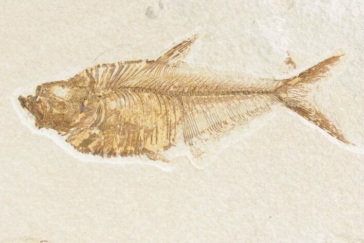 Detailed Fossil Fish (Diplomystus) - Wyoming #361092
